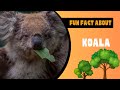 Eucalyptus Dreamers: Koalas of Australia