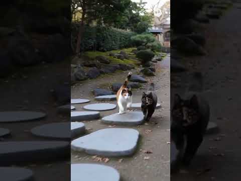 走る三毛猫とサビ猫そして白猫/Running calico cat, tabby cat, and white cat #calico_cat #tabby_cat