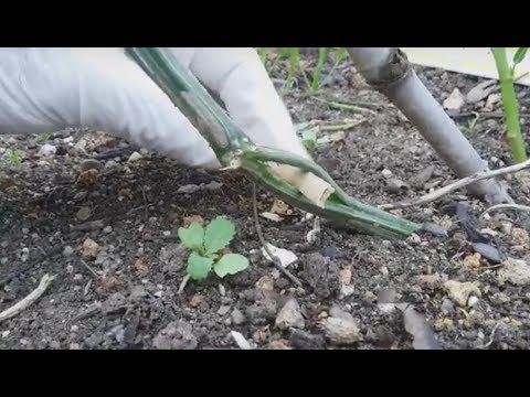 Video Mướp không trái , xẻ dây , cắt ngọn , cắt lá | Khoa... - youtube
