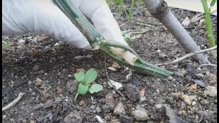 Mướp không trái , xẻ dây , cắt ngọn , cắt lá | Khoa Hien 22