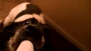Thats My Tube!!!
Its Comic Relief Day and I didnt think youtube had enough funny animal videos so heres my dog and a cardboard tube!!! Thats My Tube!!!