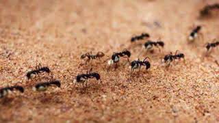 अगर आपके घर में निकल आएँ चींटियों का झुंड तो जानिए ये शुभ होता है या अशुभ