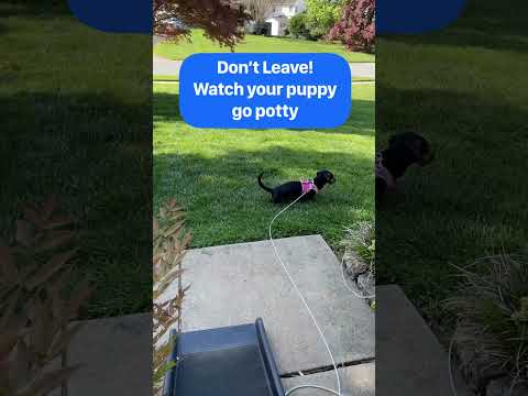Video: Bagaimana untuk melatih dachshund?