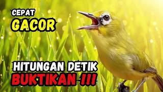 Terapi Pleci Bikin cepat Gacor Hitungan Detik