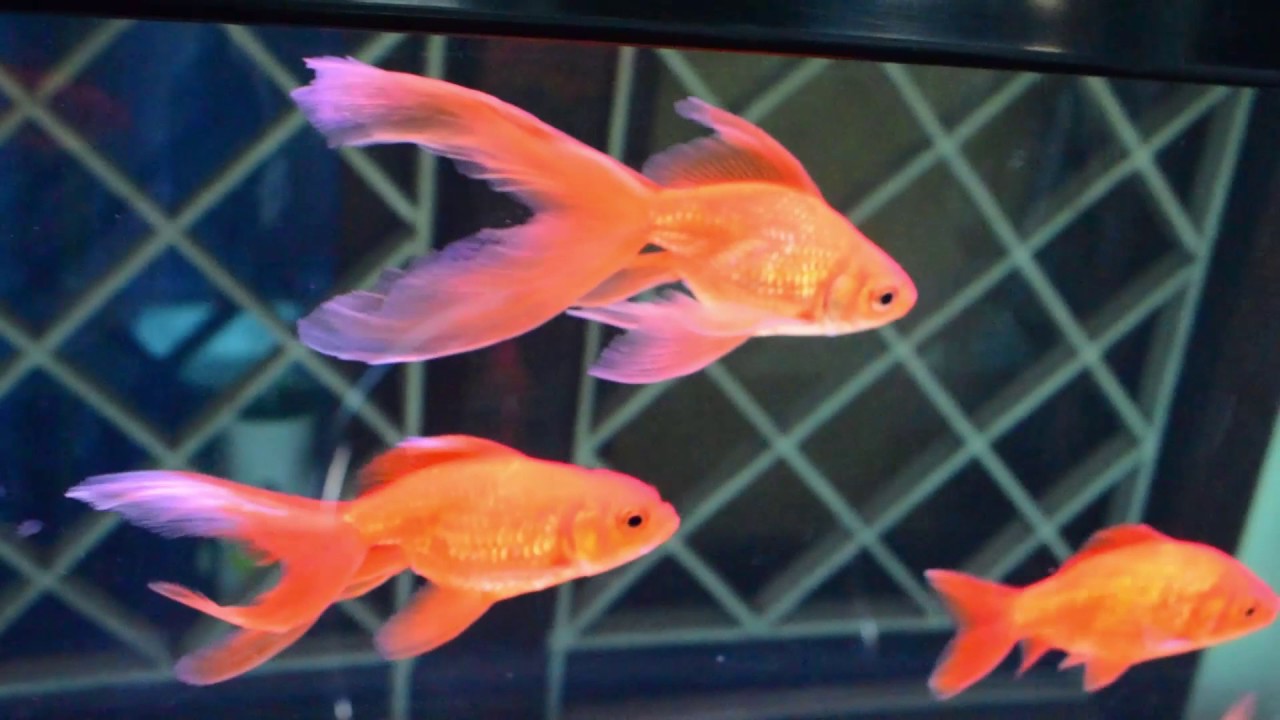View of Goldfish Aquarium - Water changes my way . Quick and simple - YouTube