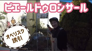 ピエールドゥロンサール オベリスク誘引の巻き Youtube ピエールドゥロンサール オベリスク誘引の巻き Youtube