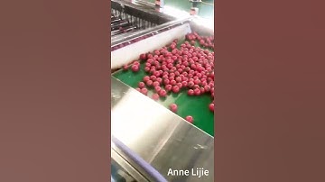 Cherry tomatoes sorting machine #cherrytomatoes #sorting #gradingmachine #grader
