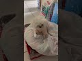 MY DOG CRIES WHEN I THREW HER BED AWAY !!