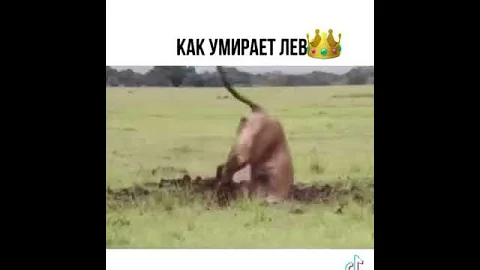 КАК УМИРАЕТ ЛЕВ👑