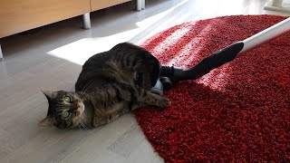 Cats VS Vacuum Cleaners - Funny Compilation