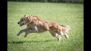 Den Retriever Mix Lure Coursing