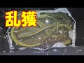 そんな時間でも釣れるんだ⁉ 釣れすぎ注意!!! 【うなぎ釣り】