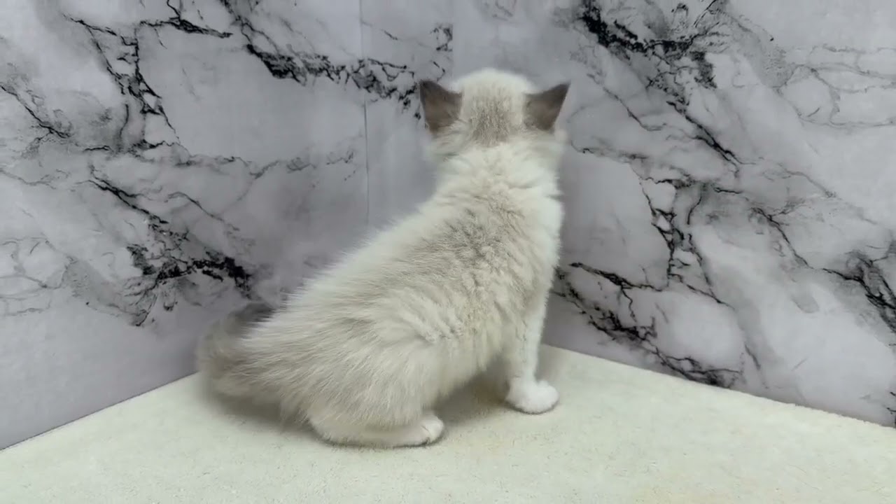 価格の安い◾️ミヌエット♀【動画あり】ブルーアイと毛色がとっても