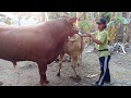 bull and cow mating crazy farm series in profesional