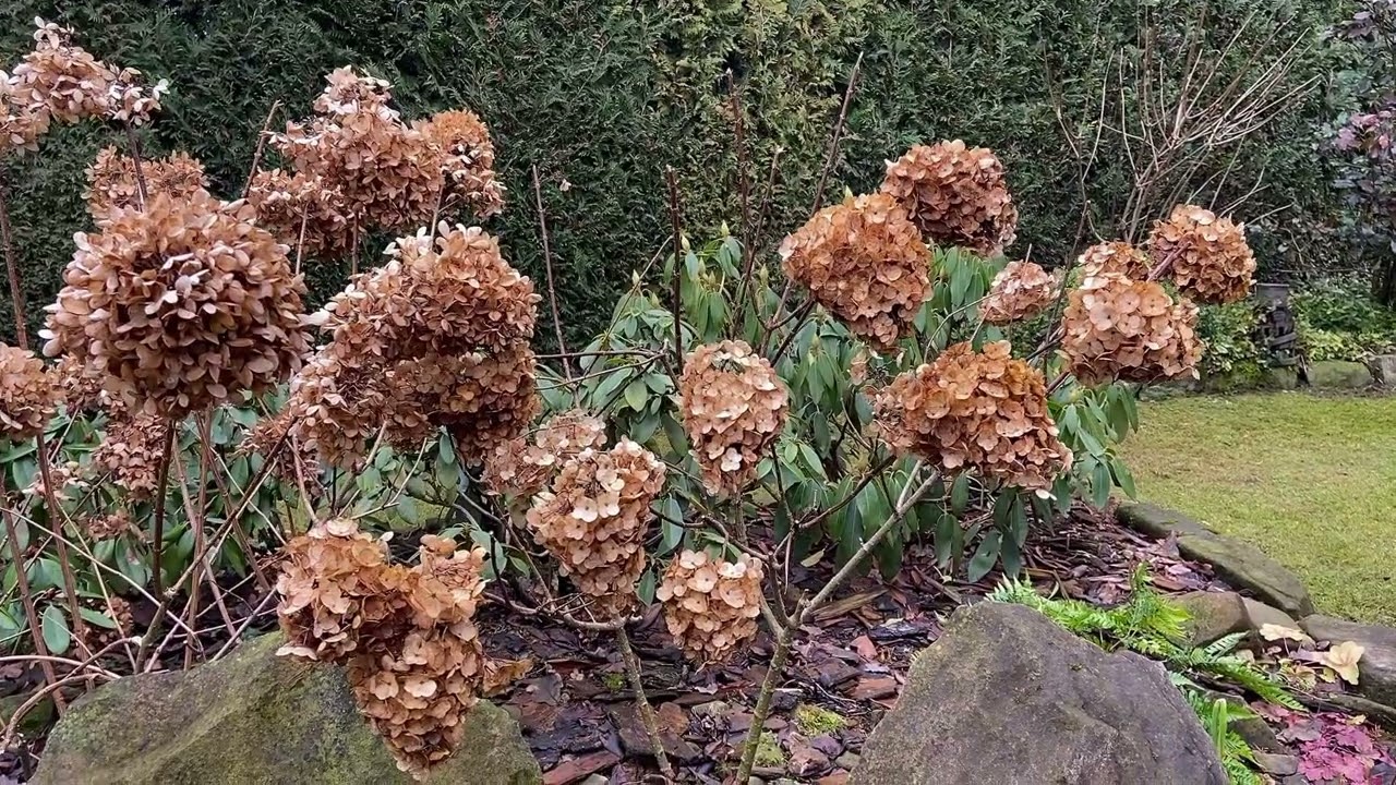 Cięcie hortensji Bukietowych na przedwiośniu