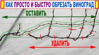 🍇 Секрет НАДЕЖНОЙ ОБРЕЗКИ ВИНОГРАДА. Зачем нужен сучок замещения и плодовая стрелка. Плодовое звено!