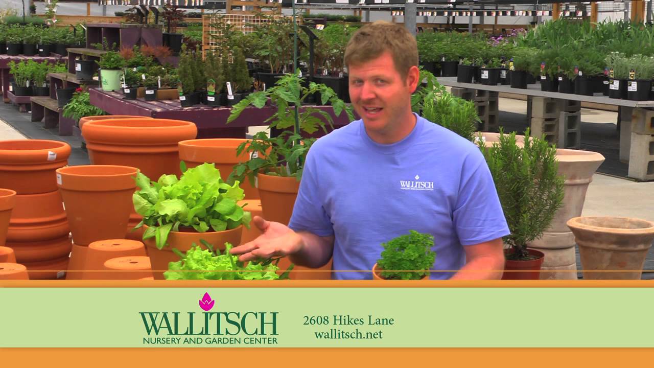 Growing Vegetables and Herbs in Containers