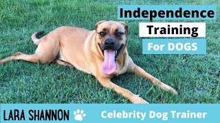 Independence training for dogs - Expert Dog Trainer tips - Separation Anxiety by Lara Shannon 392 views 10 months ago 2 minutes, 34 seconds