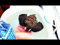 World&#39;s MOST VENOMOUS FISH. Don&#39;t try this at home! Free Range Sailing Ep 191