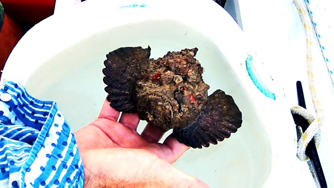 World’s MOST VENOMOUS FISH. Don’t try this at home! Free Range Sailing Ep 191