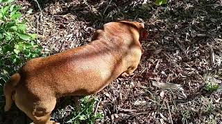 Monsters in my garden by Aftershock American bully 55 views 3 years ago 8 minutes, 16 seconds