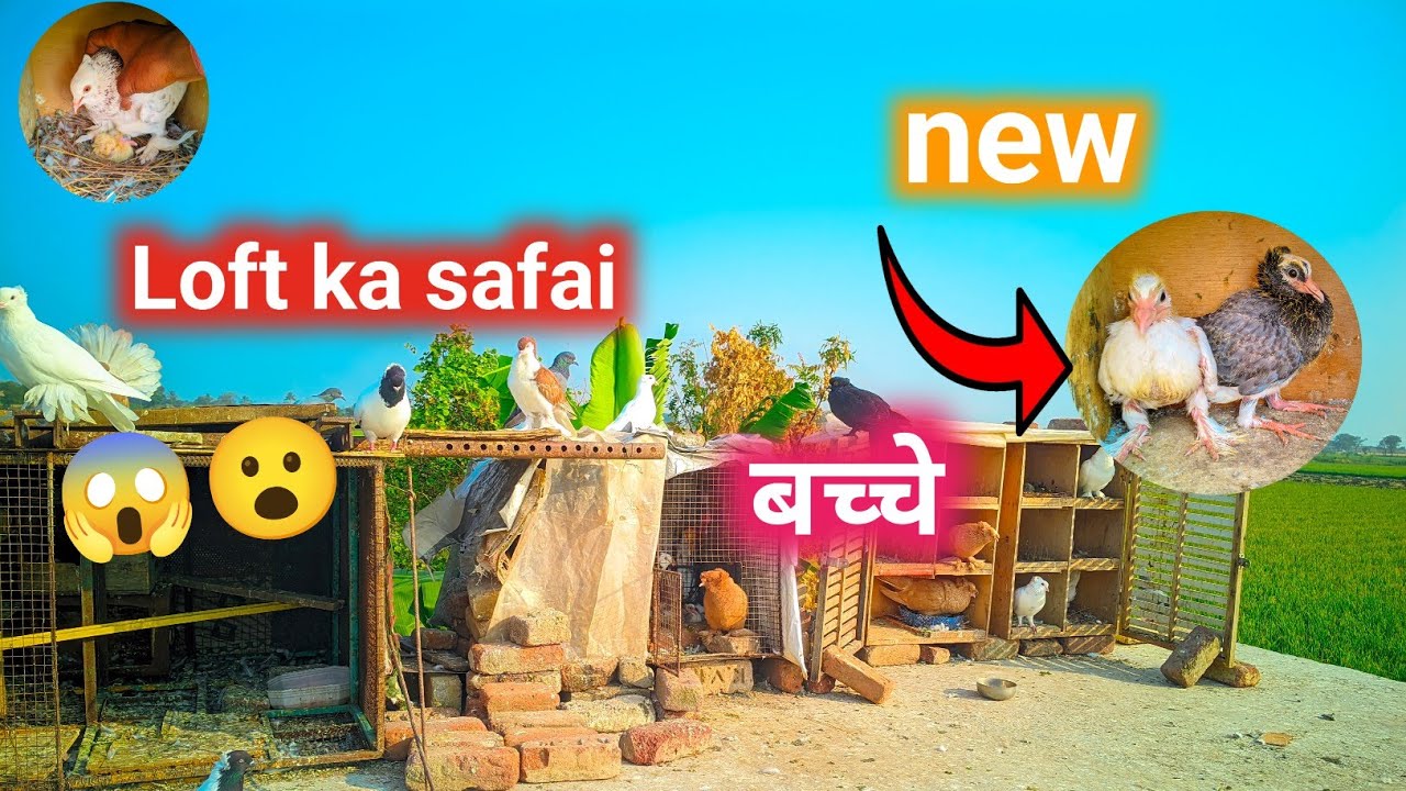 Ajj loft ka safai and new bache bhi 😱😮 nikale groth 😮 #youtubeshorts #shorts #trend #kabutar 