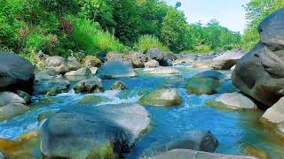 Gentle River Stream with Wind Through Trees | 11 Hours ASMR for Restful Night