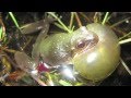 David blackburn communication grenouille  acadmie des sciences de californie