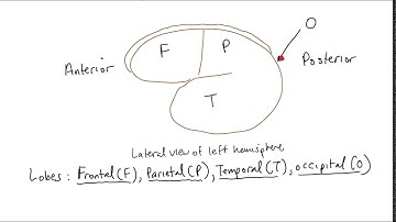 Schneid Guide to Cerebral Cortex
