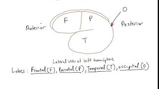 Schneid Guide to Cerebral Cortex
