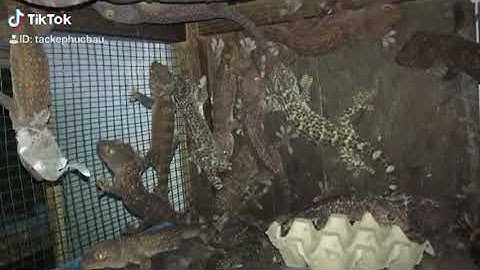 Nơi bán tắc kè giống uy tín 0913398911