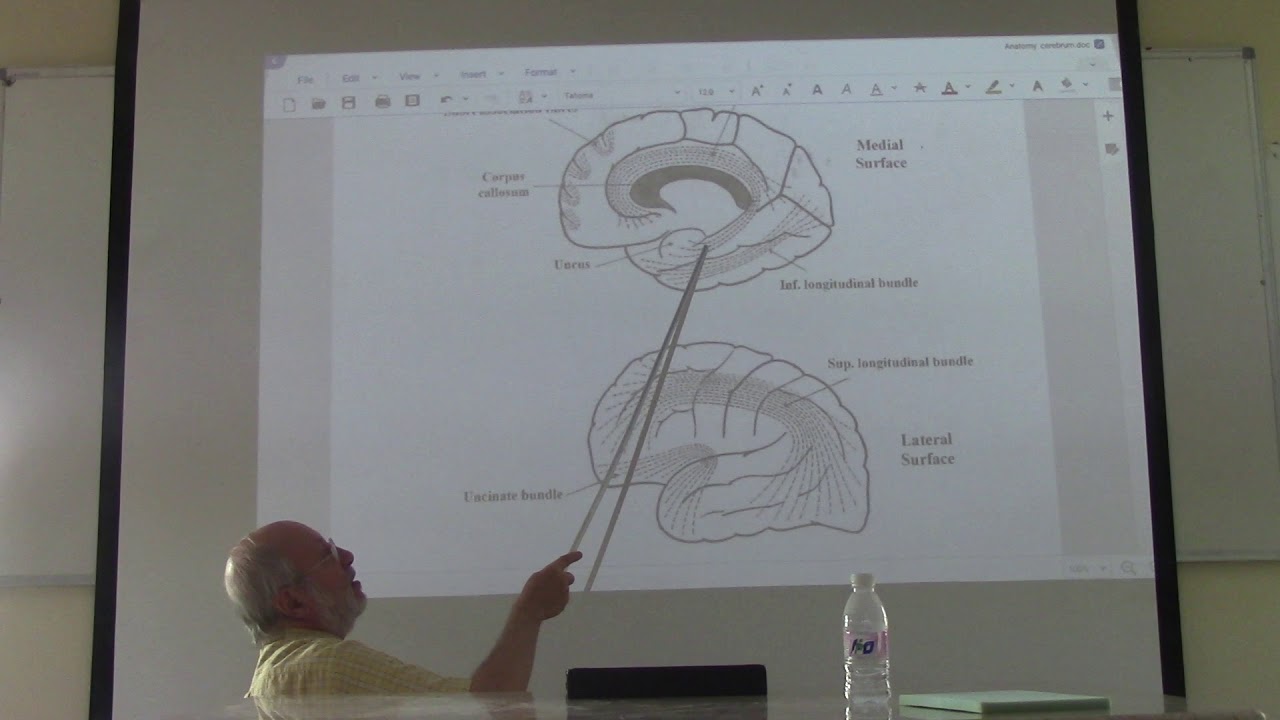 Neuroanatomy 64 ( Cerebrum , part 7 ) , by Dr. Wahdan - YouTube