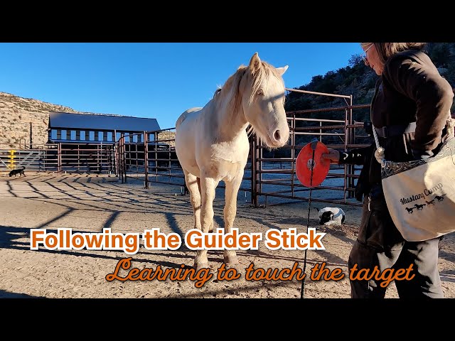 Task 05: Marvel learns to follow the guider stick.