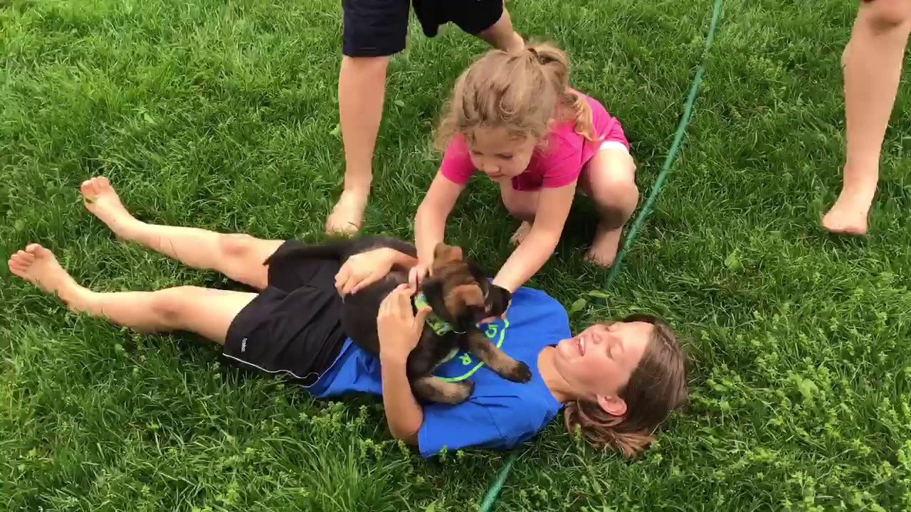 camera iphone 8 plus apk Protection Dogs In Training 