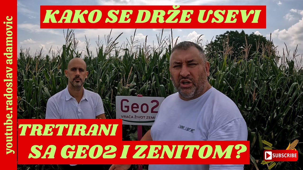 KAKO SE DRŽE USEVI TRETIRANI SA GEO2 I ZENITOM? ; HOW DO CROPS TREATED WITH GEO2 AND ZENITH LOOK?