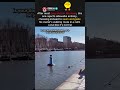 this dog rejected sidewalks and decided to swim the entire walk like it is normal #dogsoftiktok