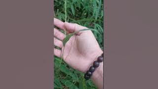 Cara mengenal buluh perindu beldu