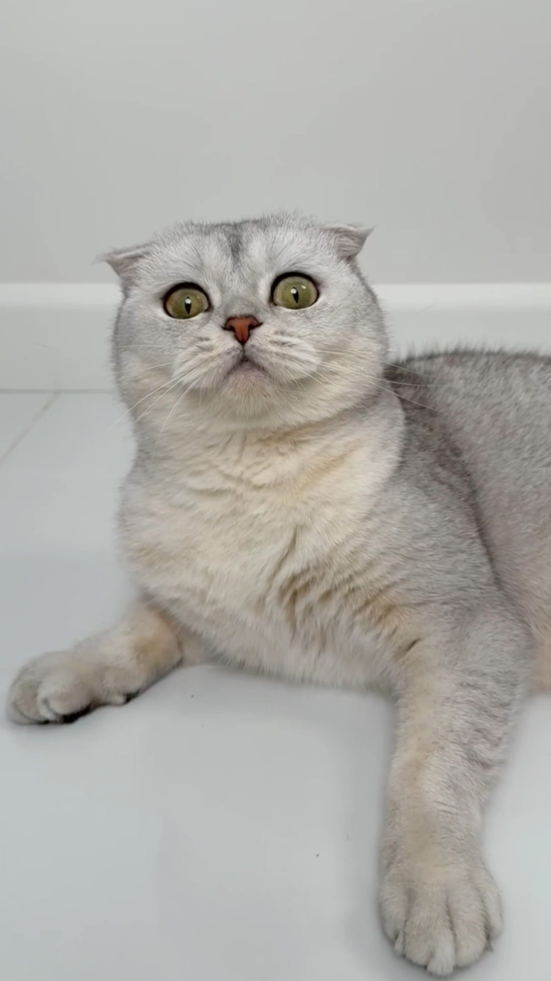 ? #cat