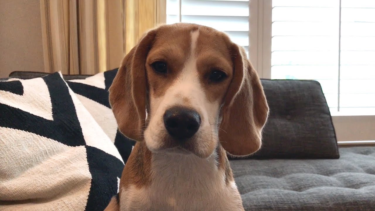 What do beagles like to eat? - YouTube