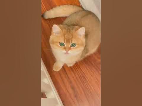 Кошка смеется #Tik Tok #Shorts #Тик Ток #ПриколКоты #Catstiktok - YouTube