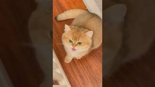 Кошка смеется #Tik Tok #Shorts #Тик Ток #ПриколКоты #Catstiktok