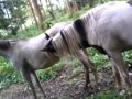 caballo pinto montando