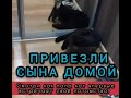 Кот Томас встречает сына!