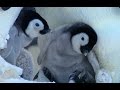 Cute Penguin Snow Chick learns to Stick Up for Himself! - Kate Winslet
