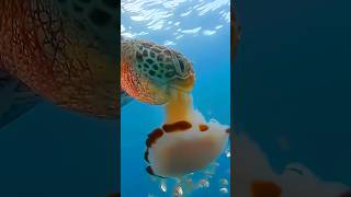 Sea turtles vs jellyfish 😨