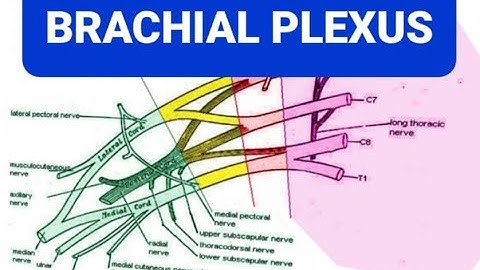 Brachial Plexus with mnemonics