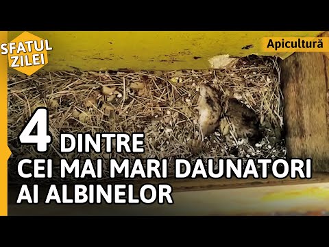 Video: Regatul Albinelor. Partea A Patra