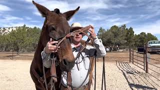 How To Bridle Ear/Mouth Shy Mule