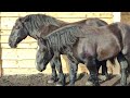 _horses_farm_syrosh_/О ЦЕ, ДІЙСНО НАСТОЯЩІ ПОЦІНОВУВАЧІ КОНЕЙ♥️/ВОЛОДЯ ТА ЮРА ПОВАГА ВАМ🤝