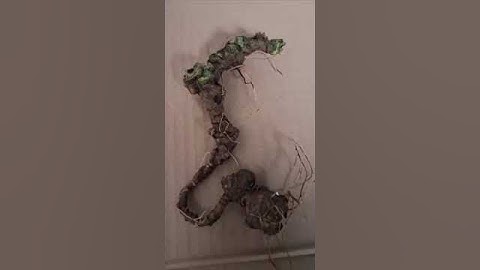 1 củ sâm rừng 80 gam quá chất lượng bao kiểm định chuẩn sâm mời các bác tẩm bổ 0377965679 e Nguyệt